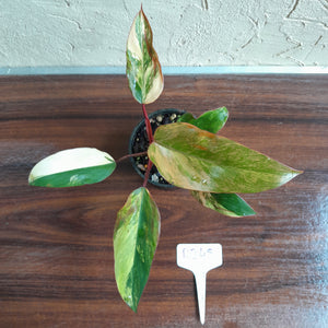 #R245 Philodendron Strawberry Shake
