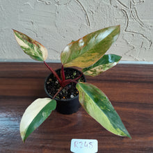 Load image into Gallery viewer, #R245 Philodendron Strawberry Shake