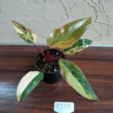 #R245 Philodendron Strawberry Shake