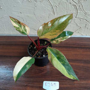 #R245 Philodendron Strawberry Shake