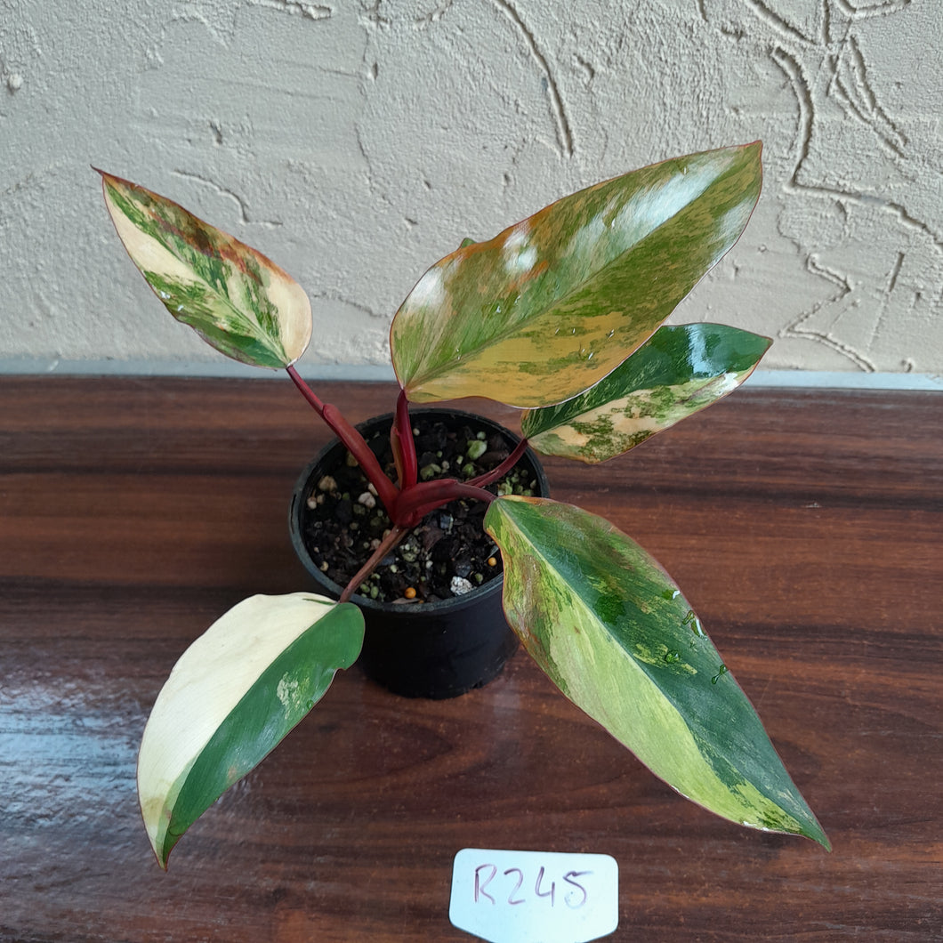 #R245 Philodendron Strawberry Shake