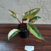 Load image into Gallery viewer, #R245 Philodendron Strawberry Shake