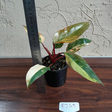 Load image into Gallery viewer, #R245 Philodendron Strawberry Shake