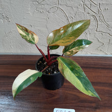 Load image into Gallery viewer, #R245 Philodendron Strawberry Shake