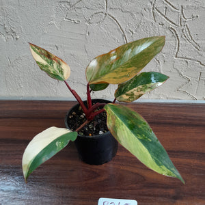 #R245 Philodendron Strawberry Shake