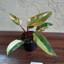 Load image into Gallery viewer, #R245 Philodendron Strawberry Shake