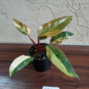 #R245 Philodendron Strawberry Shake