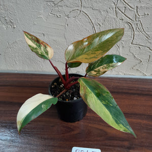 #R245 Philodendron Strawberry Shake