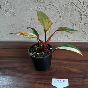 #R245 Philodendron Strawberry Shake