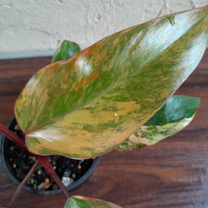 #R245 Philodendron Strawberry Shake