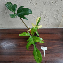 Load image into Gallery viewer, #R68 Philodendron Florida Beauty