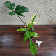 Load image into Gallery viewer, #R68 Philodendron Florida Beauty