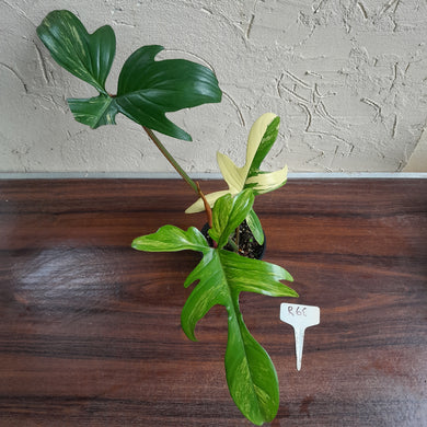 #R68 Philodendron Florida Beauty