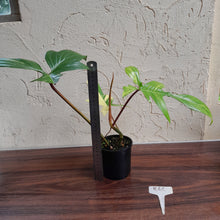 Load image into Gallery viewer, #R68 Philodendron Florida Beauty