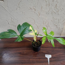 Load image into Gallery viewer, #R68 Philodendron Florida Beauty
