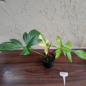 #R68 Philodendron Florida Beauty