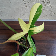 Load image into Gallery viewer, #R68 Philodendron Florida Beauty