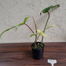 Load image into Gallery viewer, #R68 Philodendron Florida Beauty