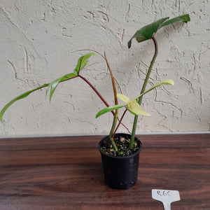 #R68 Philodendron Florida Beauty