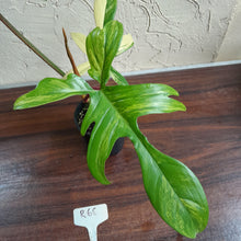 Load image into Gallery viewer, #R68 Philodendron Florida Beauty