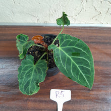 Load image into Gallery viewer, #R5 Anthurium Frilly Knickers x