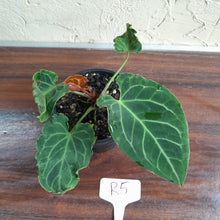 Load image into Gallery viewer, #R5 Anthurium Frilly Knickers x