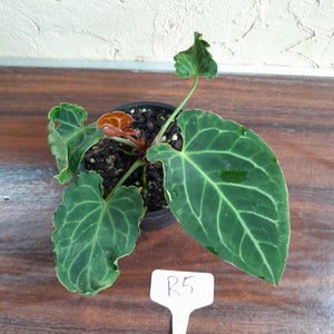 #R5 Anthurium Frilly Knickers x