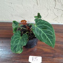 Load image into Gallery viewer, #R5 Anthurium Frilly Knickers x