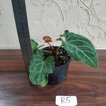 Load image into Gallery viewer, #R5 Anthurium Frilly Knickers x