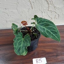 Load image into Gallery viewer, #R5 Anthurium Frilly Knickers x