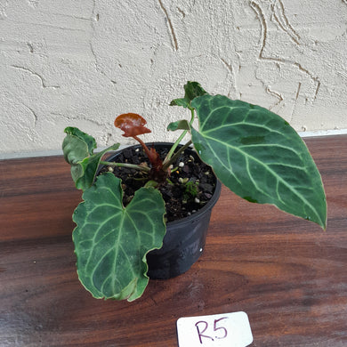#R5 Anthurium Frilly Knickers x