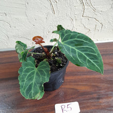 Load image into Gallery viewer, #R5 Anthurium Frilly Knickers x