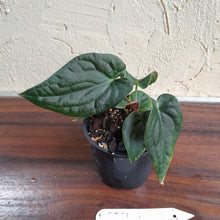Load image into Gallery viewer, #D557 Anthurium Dark Complex x Luxurians