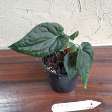 Load image into Gallery viewer, #D557 Anthurium Dark Complex x Luxurians