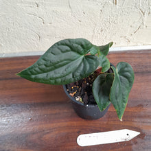 Load image into Gallery viewer, #D557 Anthurium Dark Complex x Luxurians