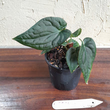 Load image into Gallery viewer, #D557 Anthurium Dark Complex x Luxurians