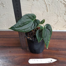 Load image into Gallery viewer, #D557 Anthurium Dark Complex x Luxurians