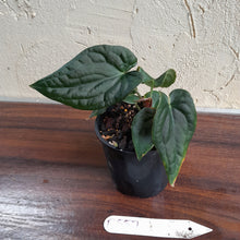 Load image into Gallery viewer, #D557 Anthurium Dark Complex x Luxurians