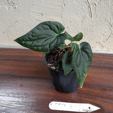 #D557 Anthurium Dark Complex x Luxurians