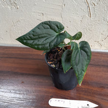 Load image into Gallery viewer, #D557 Anthurium Dark Complex x Luxurians