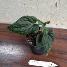 Load image into Gallery viewer, #D557 Anthurium Dark Complex x Luxurians