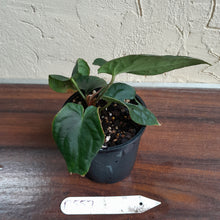 Load image into Gallery viewer, #D557 Anthurium Dark Complex x Luxurians