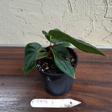 Load image into Gallery viewer, #D557 Anthurium Dark Complex x Luxurians