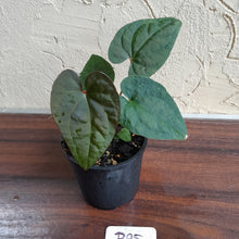 Load image into Gallery viewer, #R95 Anthurium Papillilaminum x Luxurians