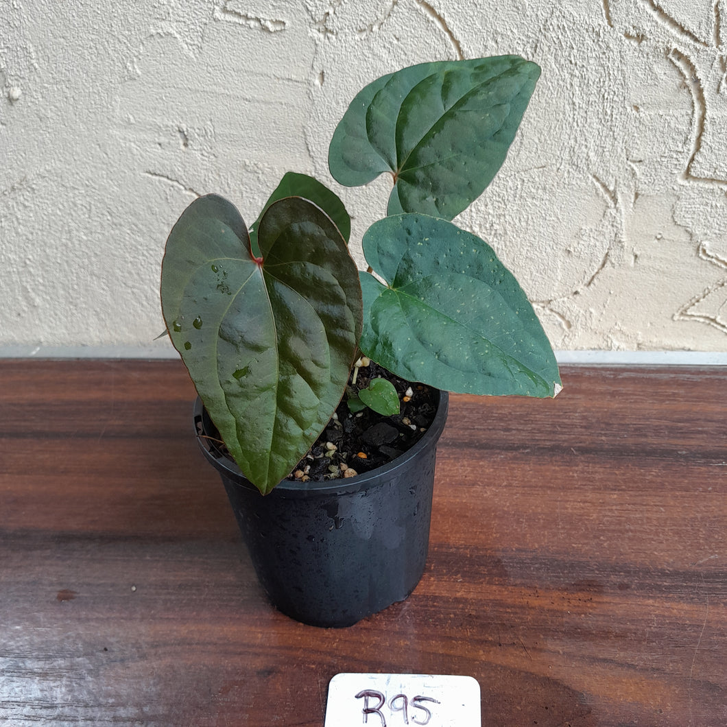 #R95 Anthurium Papillilaminum x Luxurians