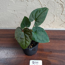 Load image into Gallery viewer, #R95 Anthurium Papillilaminum x Luxurians