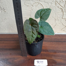 Load image into Gallery viewer, #R95 Anthurium Papillilaminum x Luxurians