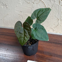 Load image into Gallery viewer, #R95 Anthurium Papillilaminum x Luxurians