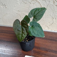 Load image into Gallery viewer, #R95 Anthurium Papillilaminum x Luxurians