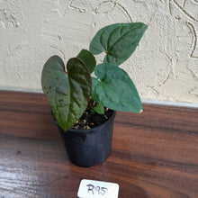 Load image into Gallery viewer, #R95 Anthurium Papillilaminum x Luxurians